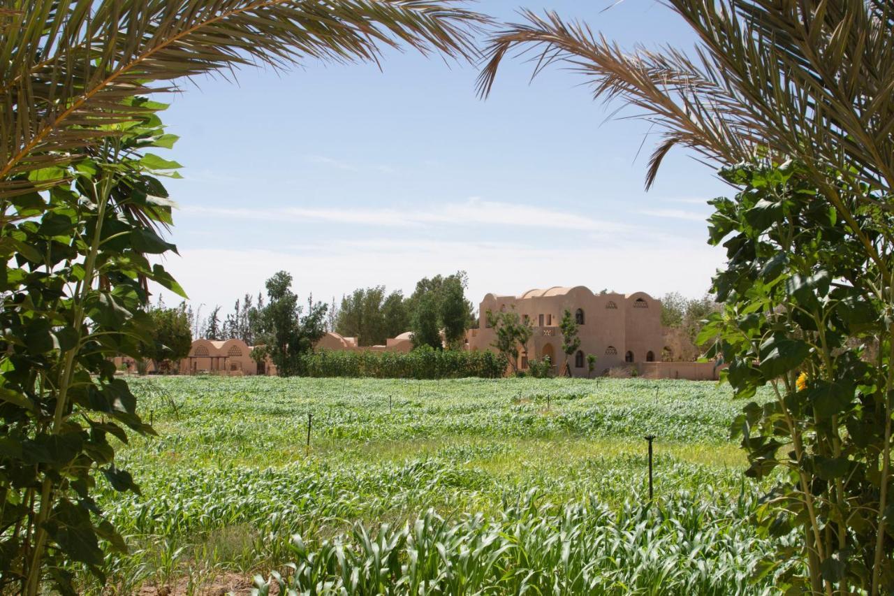 Tzila Bahariya Villa Bahariya Oasis Esterno foto